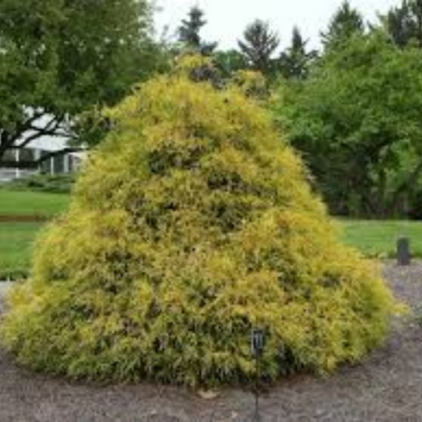 Chamaecyparis pis fil 'Gold Mop' cypress | Scott's Garden Center